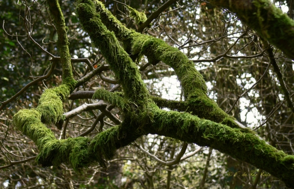 Bois des Moutiers (58) Mai 2012